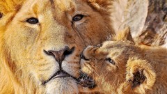 Animals cubs Lions biting mother