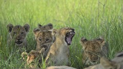 Animals cubs Lions wild cats
