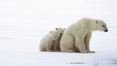 Animals cubs Polar Bears