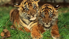 Animals cubs Tigers bengal tigers baby animals