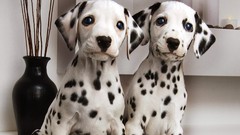 Animals Dalmatians pair