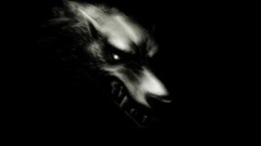 Animals dark Wolves fearful