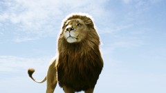 Animals dawn Lions skyscapes chronicles of Narnia