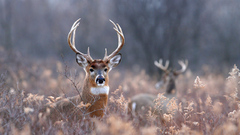 Animals deer beautiful 1280x960