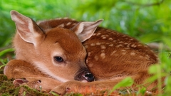 Animals deer fawn baby