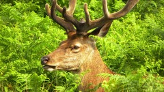 Animals deer Ferns antlers