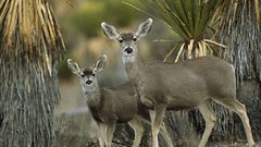 Animals deer hirsch cerf