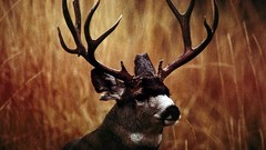 Animals deer national geographic