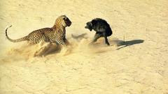 Animals deserts Leopards baby