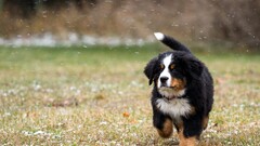 Animals dog Bernese Mountain Dog good boy Mammals outdoors