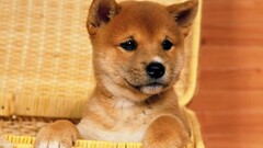 Animals dog nature Shiba Inu