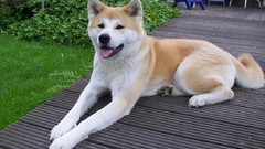 Animals Dogs akita