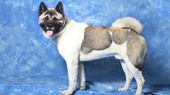 Animals Dogs akita