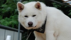 Animals Dogs akita