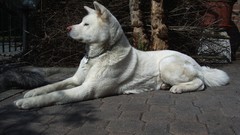 Animals Dogs akita