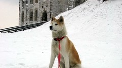 Animals Dogs akita