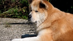 Animals Dogs akita