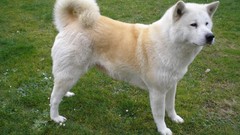 Animals Dogs akita