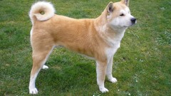 Animals Dogs akita