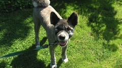 Animals Dogs akita