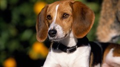 Animals Dogs American Fox Hound