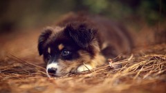 Animals Dogs australian shepherds