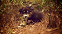 Animals Dogs australian shepherds
