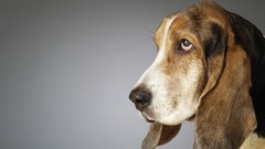 Animals Dogs Basset Hound