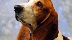 Animals Dogs Basset Hound
