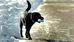 Animals Dogs Beaches labrador retriever