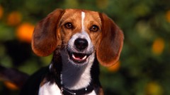 Animals Dogs beagle