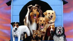 Animals Dogs beagle Jack Russell Terrier rough collie