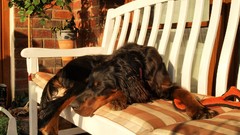 Animals Dogs bench setter pets gordon setter