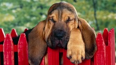 Animals Dogs Bloodhound
