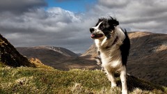 Animals Dogs border collie