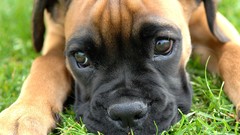 Animals Dogs boxer dog