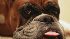 Animals Dogs boxer dog