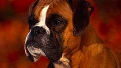 Animals Dogs boxer dog