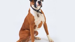 Animals Dogs boxer dog