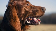 Animals Dogs brown irish