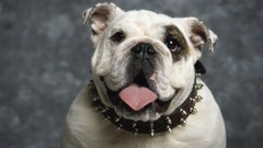 Animals Dogs bulldog english bulldog