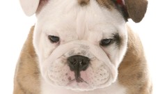 Animals Dogs bulldog english bulldog