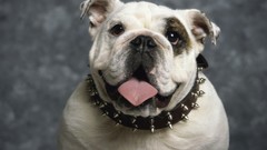 Animals Dogs bulldog english bulldog