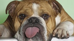 Animals Dogs bulldog english bulldog