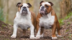 Animals Dogs bulldogs
