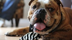 Animals Dogs bulldogs