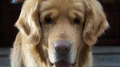 Animals Dogs Cameras faces