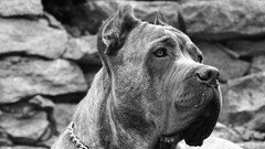 Animals Dogs Cane Corso mastiff grayscale