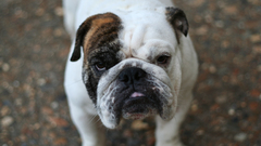 Animals Dogs canine bulldog