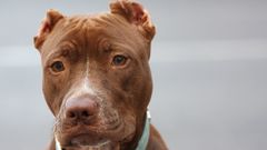 Animals Dogs canine pitbull